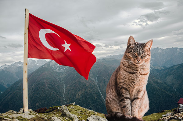 why cats are loved in Turkey