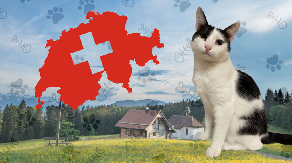 У Швейцарії їдять котів