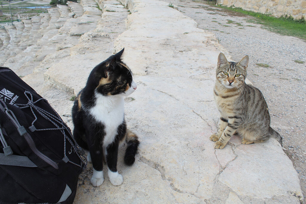 cats in Turkey