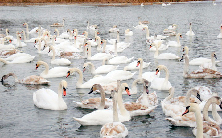 Swan Lakes in Chertoria, Chernivtsi region
