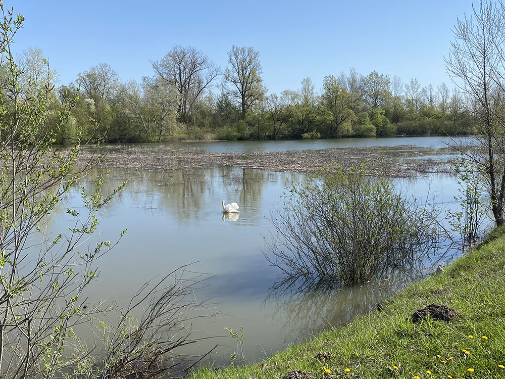 swan lakes in April