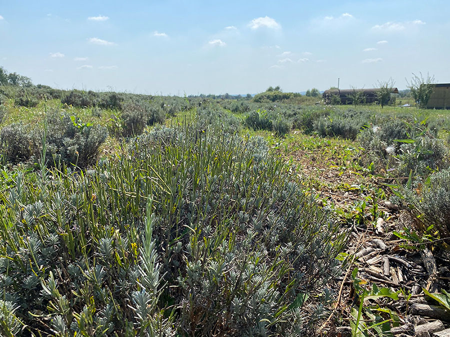Sokolovo farm lavender field