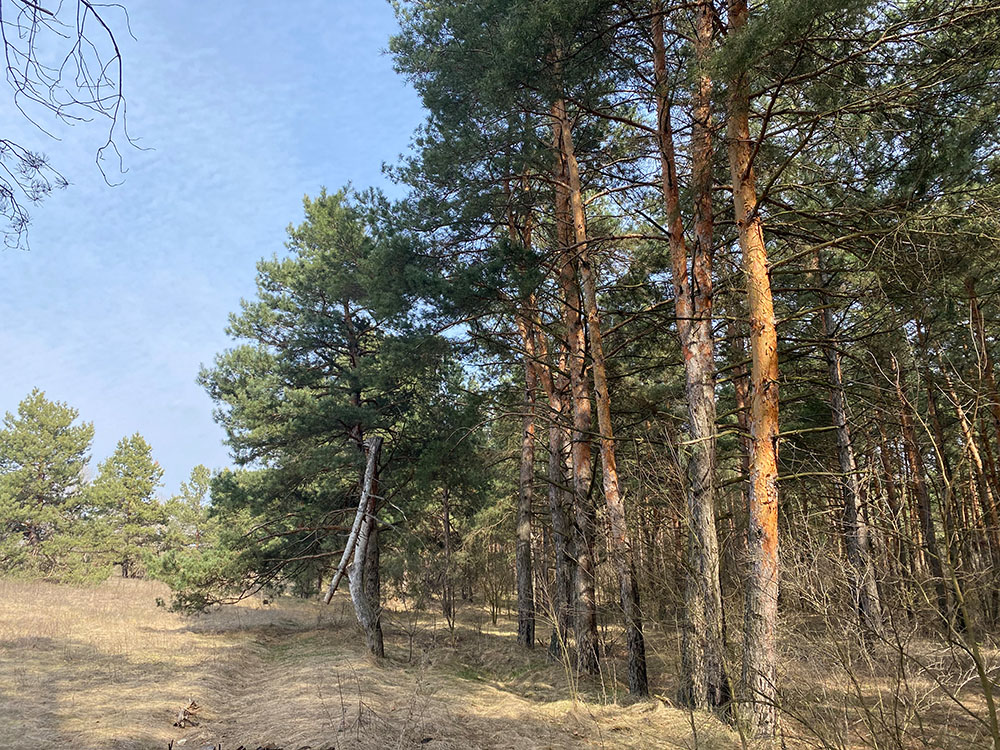 ліс канал Дніпро-Донбас