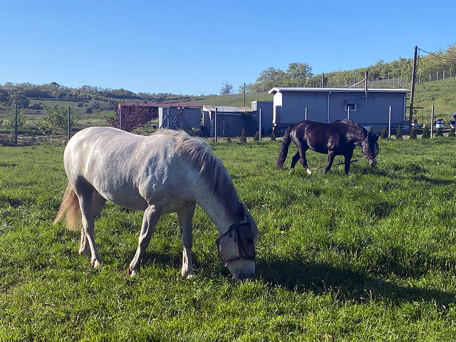 Horse farm near Dnipro