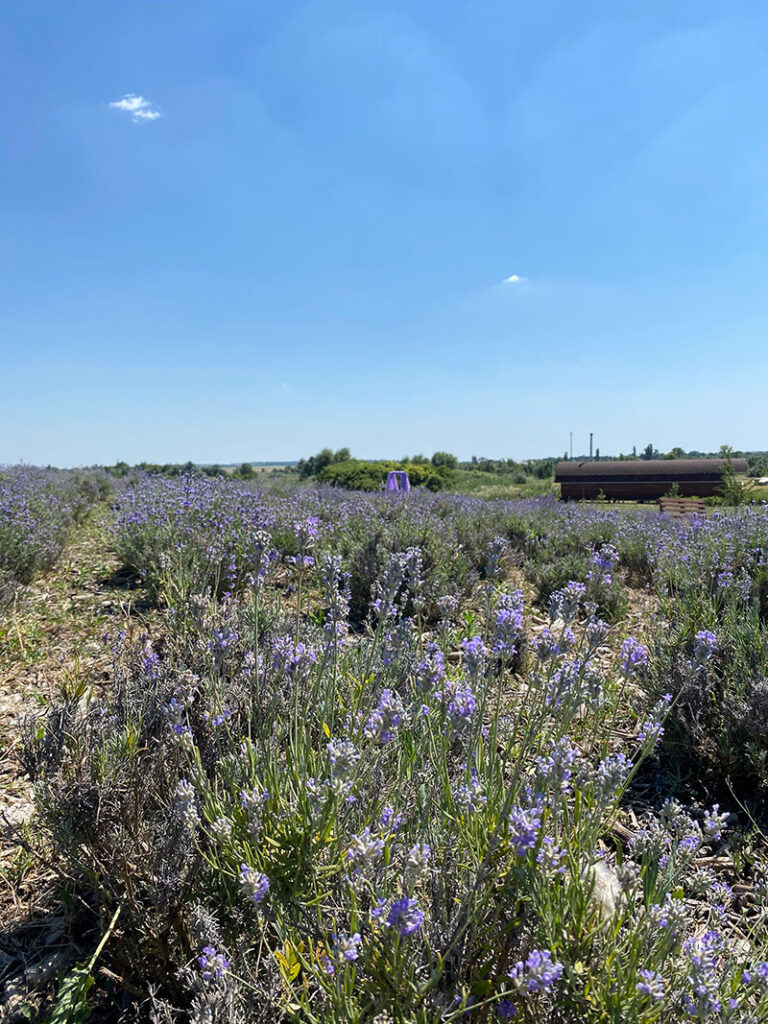 lavender field Sokolovo eco-farm