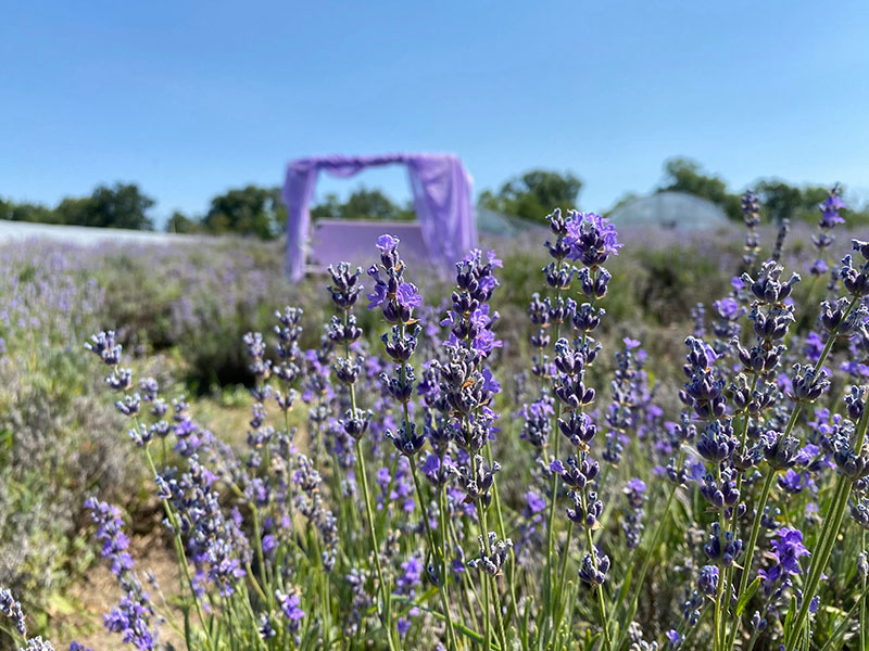 lavender festival Sokolovo