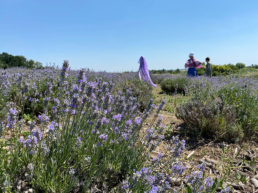 lavander field near Dnipro