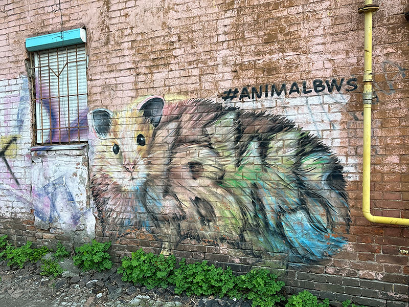 animalbws хомяк днепр улица троицкая